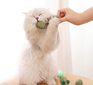 Cat Supplies & Accessories