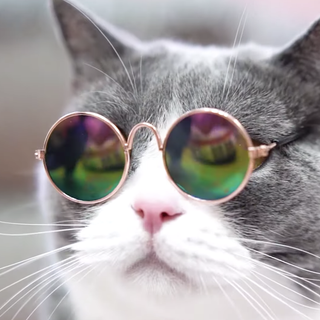 Cool Cat Sunnies-1
